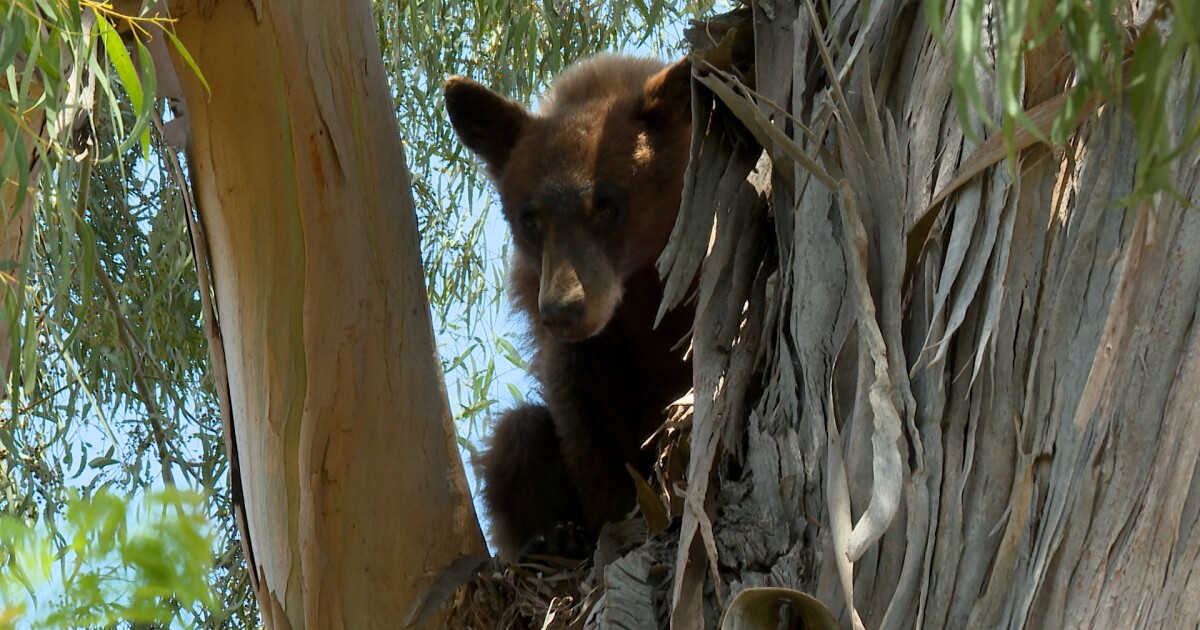 Bear spotted in a tree near San Luis Obispo home