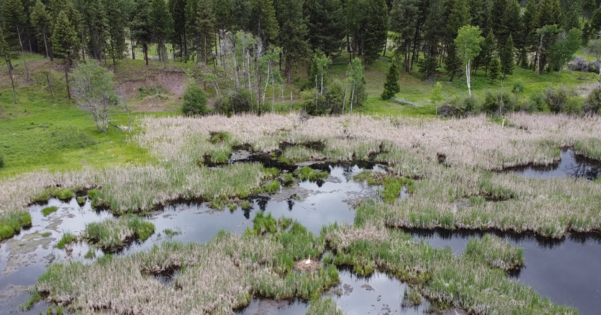 Trumpeter swans thriving in Blackfoot after collaborative restoration effort