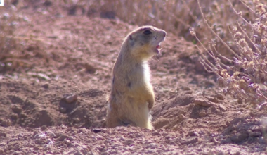 Why are there so many 'gophers' in Great Falls?