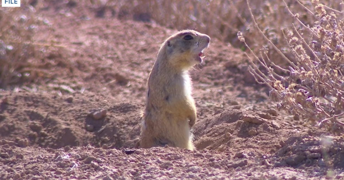 Why are there so many 'gophers' in Great Falls?