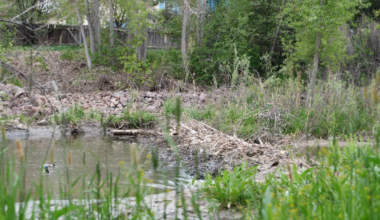 Four beavers relocated from Cottonwood Creek dam, dam's removal put on hold