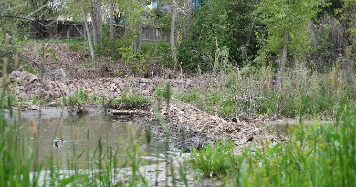 Four beavers relocated from Cottonwood Creek dam, dam's removal put on hold