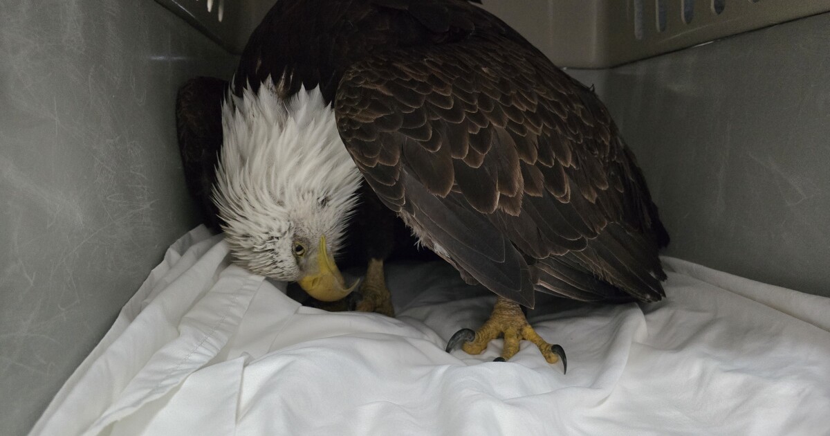 Lead bullets shot at varmints sicken eagles, but there are alternatives