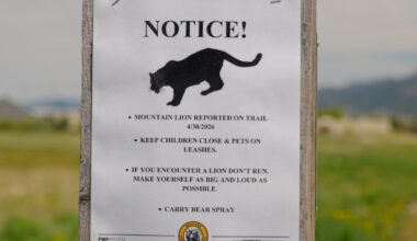 Multiple mountain lion sightings keep Bozeman neighbors on alert