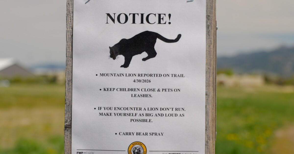Multiple mountain lion sightings keep Bozeman neighbors on alert
