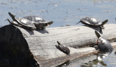Spring migration is here: Watch for Western painted turtles crossing MT highways