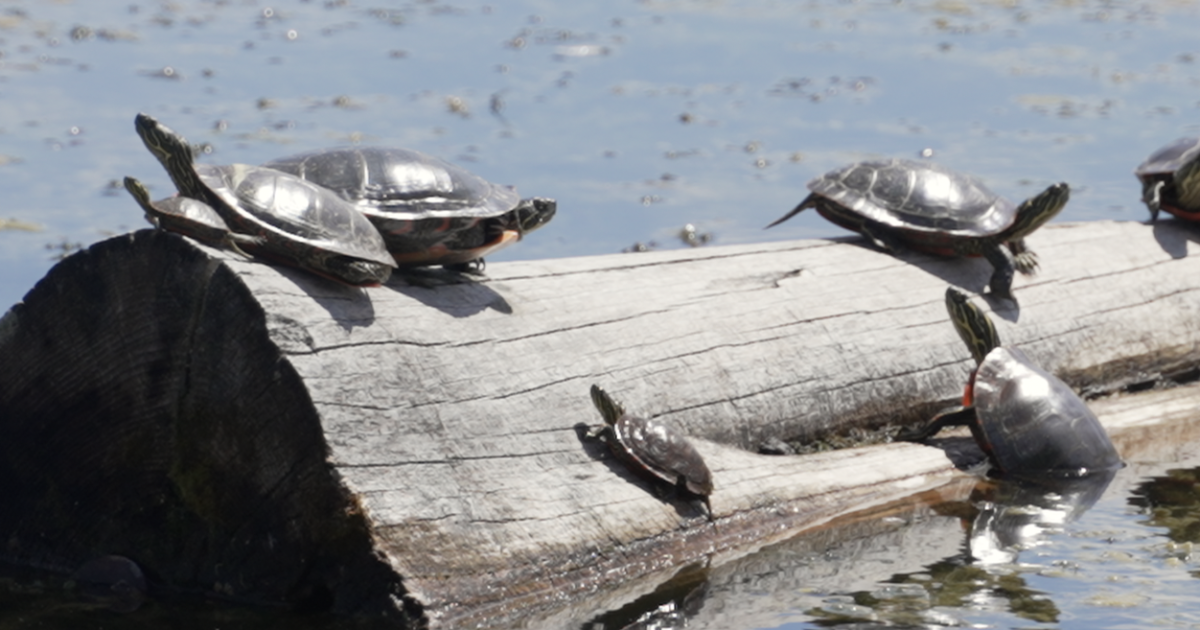 Spring migration is here: Watch for Western painted turtles crossing MT highways