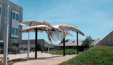Blue whale skeleton now on display in Newport