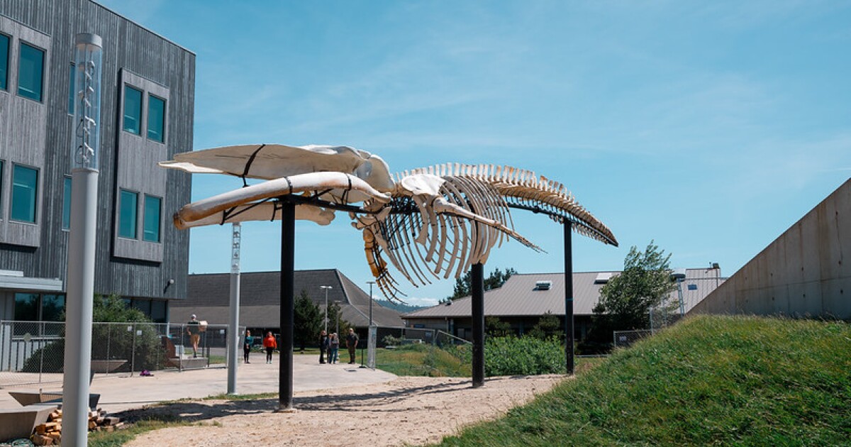 Blue whale skeleton now on display in Newport