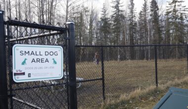 Anchorage adds fines for feeding wildlife after series of eagle incidents