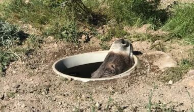 A wild burro was rescued from a septic tank in northwestern Arizona
