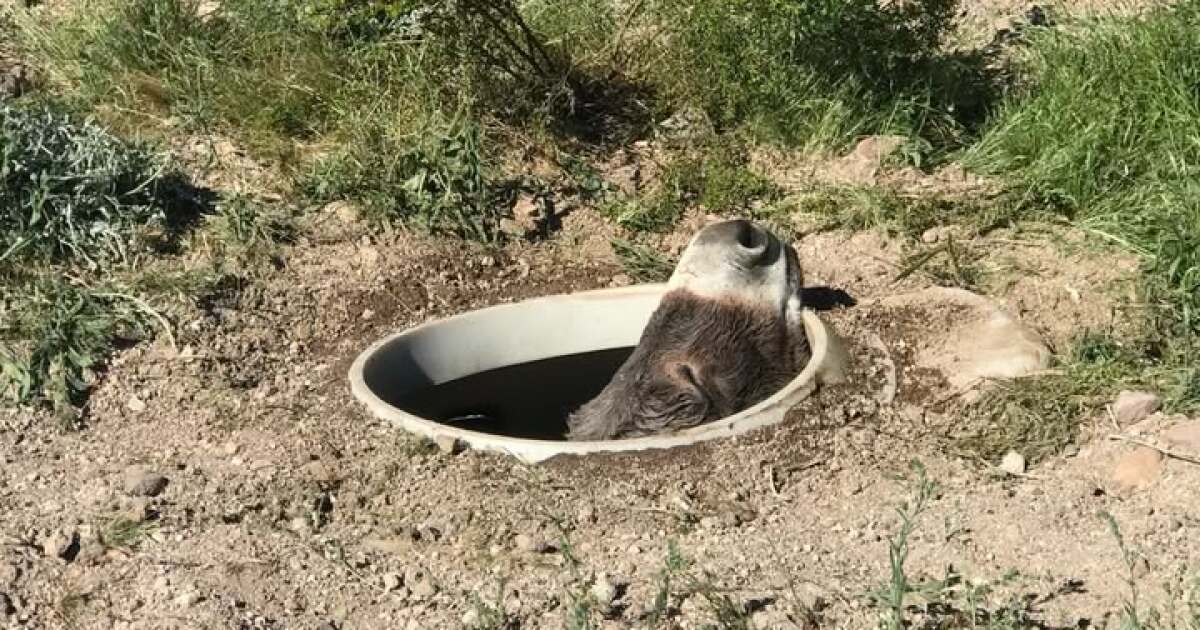 A wild burro was rescued from a septic tank in northwestern Arizona