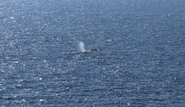 Timmy the whale freed into open waters after being stranded for weeks : NPR