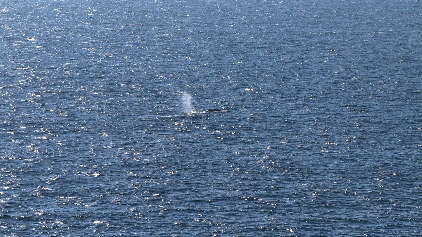 Timmy the whale freed into open waters after being stranded for weeks : NPR