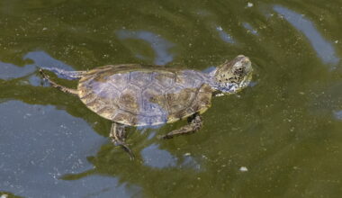 Turtle rescue