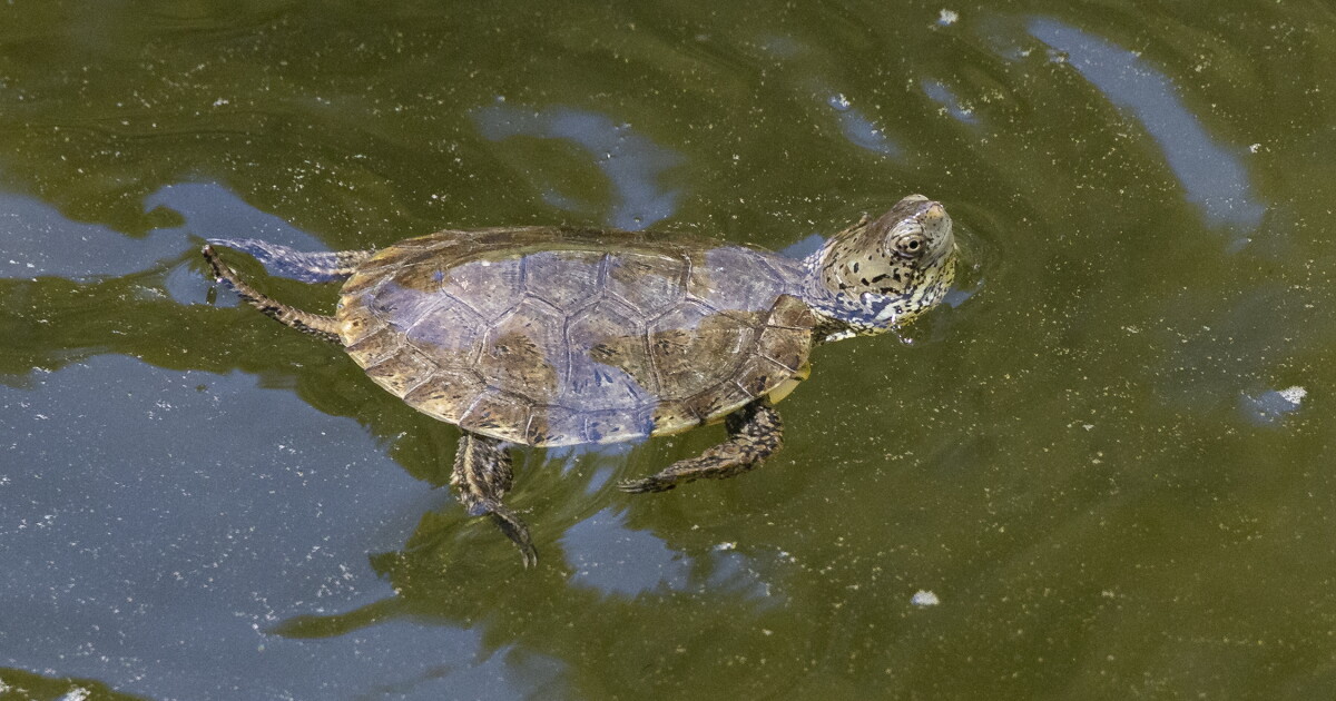 Turtle rescue