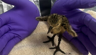 Oiled wildlife rescued - LAist