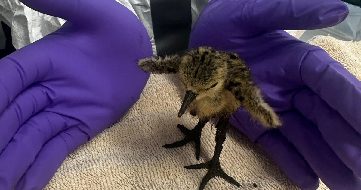 Oiled wildlife rescued - LAist