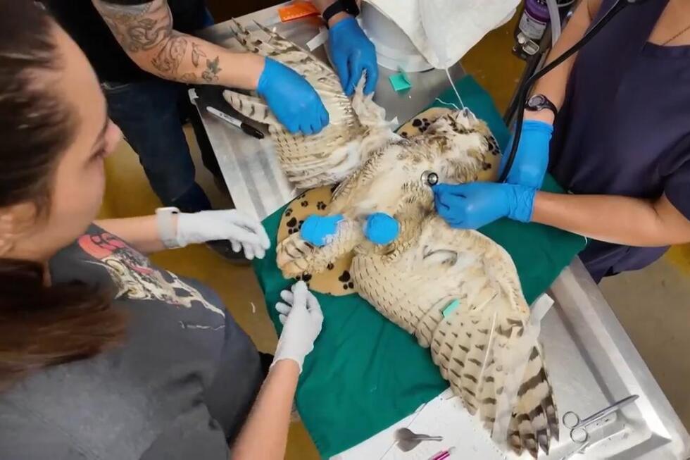 Owl found in concrete mixer is on the mend and maybe a bit wiser from ordeal