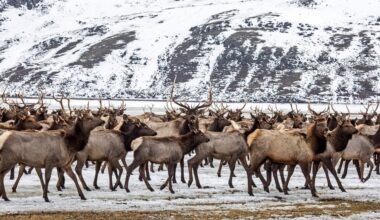 Elk Refuge disease discovery calls for talk of reducing nation’s largest herd