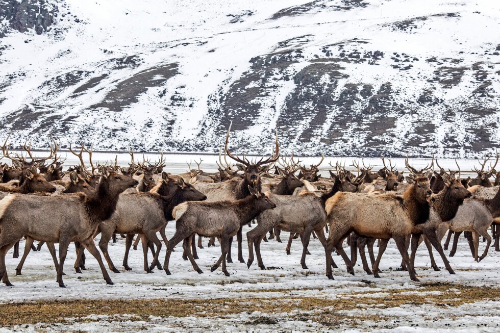 Elk Refuge disease discovery calls for talk of reducing nation’s largest herd