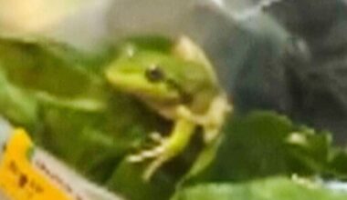A frog found hiding in a bag of salad in Australia - AP News