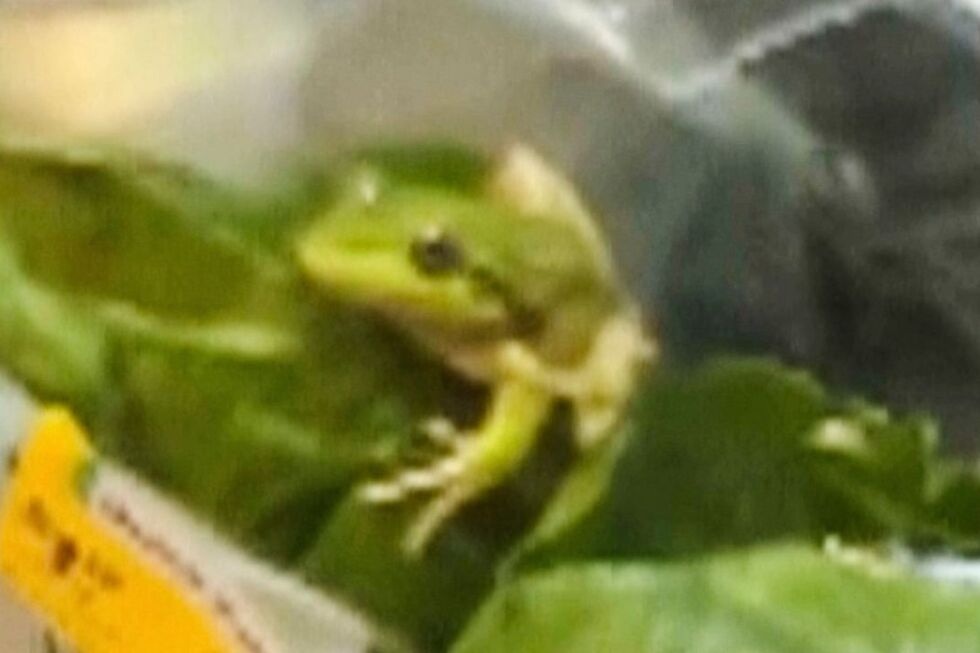 A frog found hiding in a bag of salad in Australia - AP News