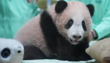 Rio the giant panda cub is growing and healthy