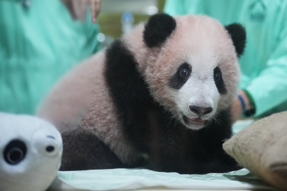 Rio the giant panda cub is growing and healthy