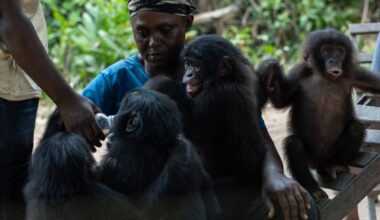 How motherly affection helps orphan bonobos thrive in Congo