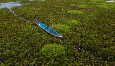 Invasive plant threatens livelihoods in Colombia’s largest coastal wetland