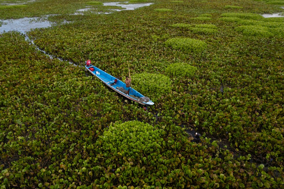 Invasive plant threatens livelihoods in Colombia’s largest coastal wetland