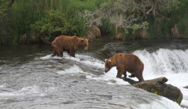 Judge OKs Alaska wildlife agents killing bears from helicopters
