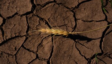 Kansas wheat crop could be worst since 1972 because of weather extremes