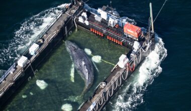 Rescue team frees stranded humpback whale 'Timmy' in North Sea