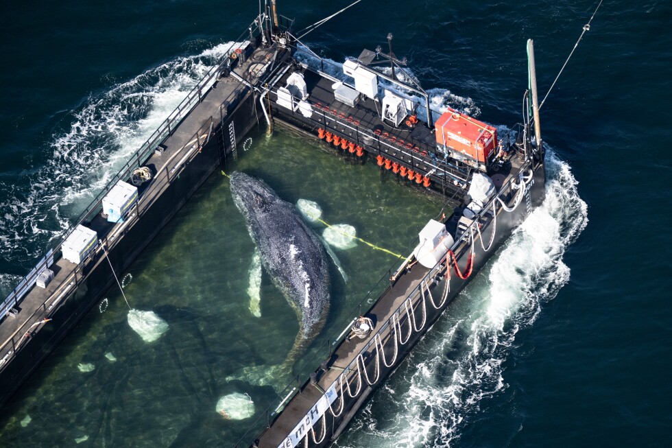 Rescue team frees stranded humpback whale 'Timmy' in North Sea