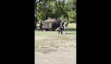 Waco police capture kangaroo on the loose - AP News