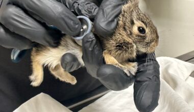 Here's what to do when an animal nests in your flower bed