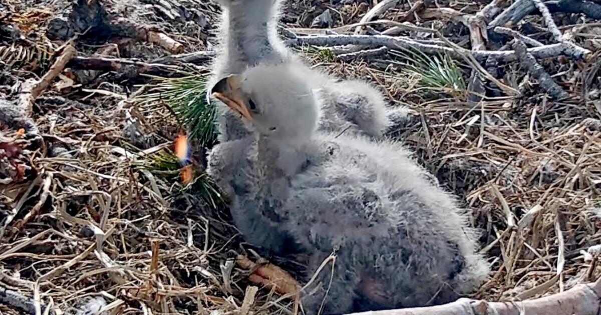Big Bear eagles Jackie and Shadow’s chicks get official names