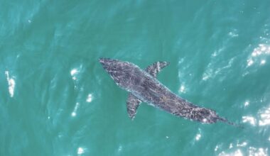 California sees great white shark surge. Why that’s a good thing