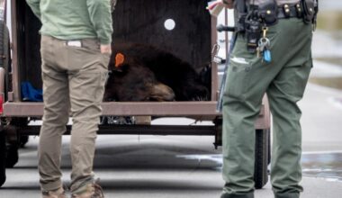 Bear causes stir at Hansen Dam, flees rangers but conks out on a wall