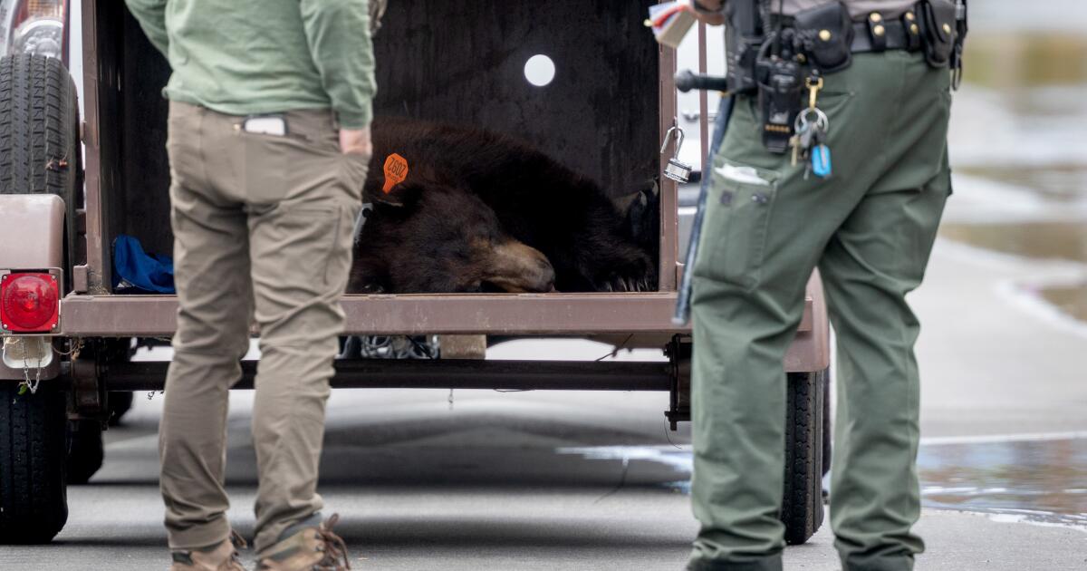 Bear causes stir at Hansen Dam, flees rangers but conks out on a wall