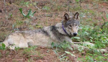 The gray wolf's improbable California comeback continues