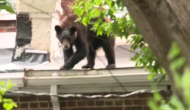 Bear safely secured after being spotted on rooftop in Richmond neighborhood