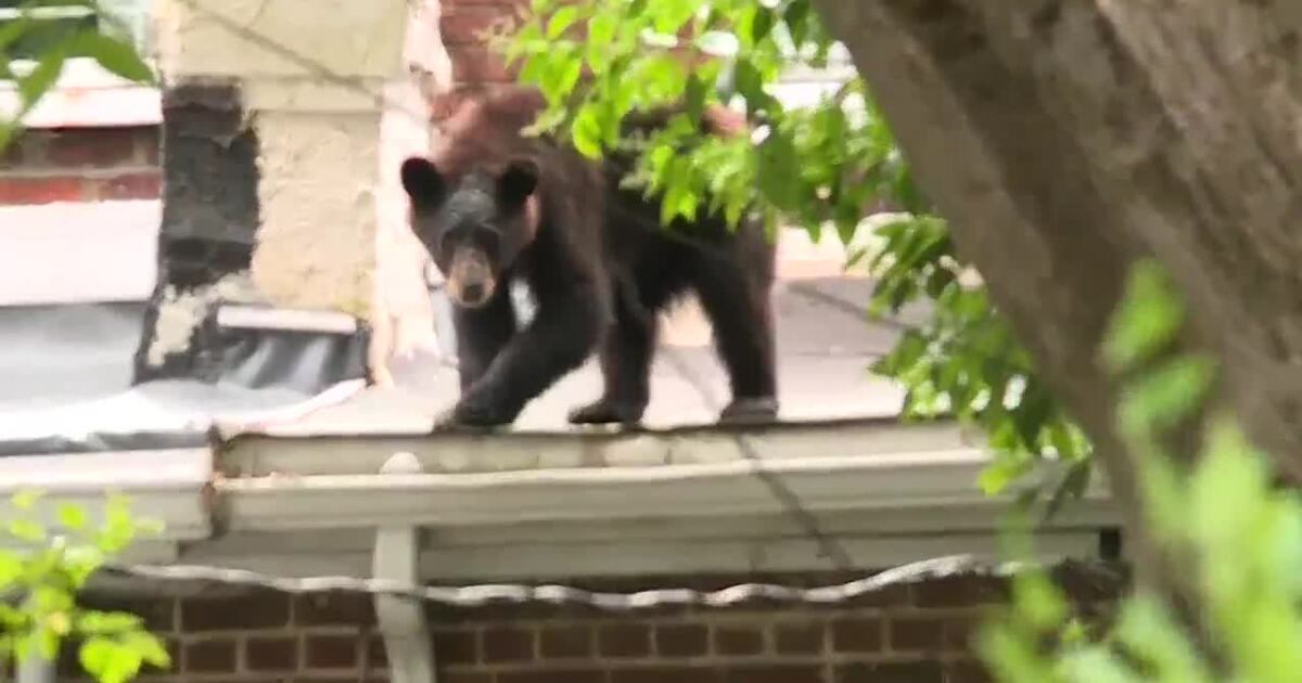 Bear safely secured after being spotted on rooftop in Richmond neighborhood