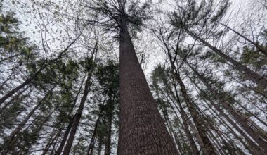 Natural resources and national security: How Massachusetts’ white pines fueled a revolution