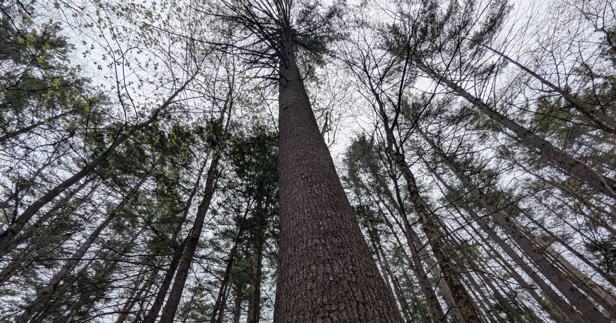 Natural resources and national security: How Massachusetts’ white pines fueled a revolution