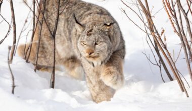 Aspen provides habitat for lynx as state monitors ‘its existence in the shadows’
