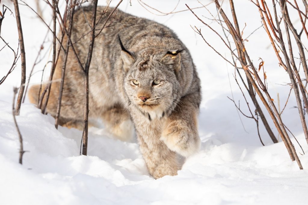 Aspen provides habitat for lynx as state monitors ‘its existence in the shadows’
