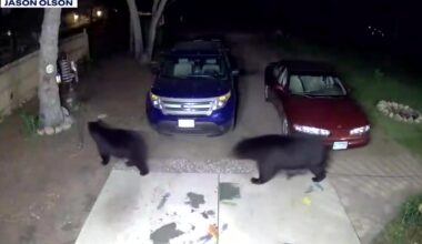 Black bear spotted in Burnsville as sightings grow across Twin Cities